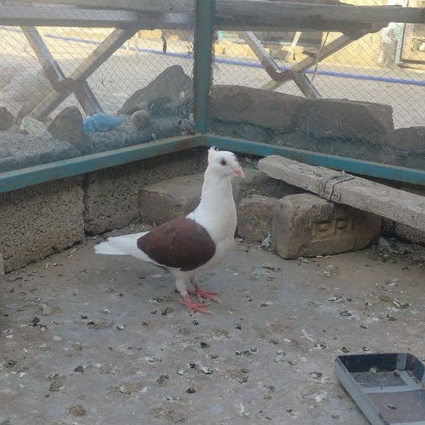 Different fancy pigeons for sale 2