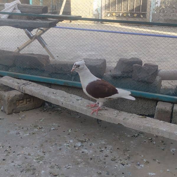 Different fancy pigeons for sale 3