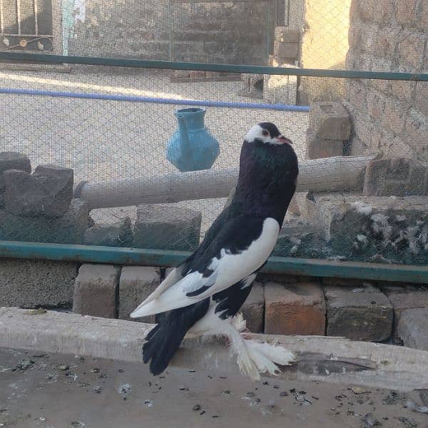 Different fancy pigeons for sale 4