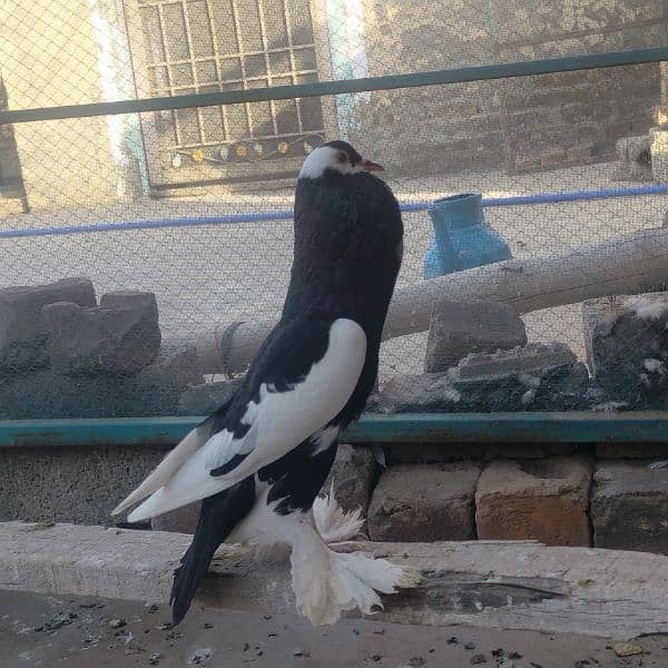 Different fancy pigeons for sale 5
