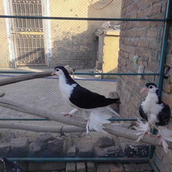 Different fancy pigeons for sale 6