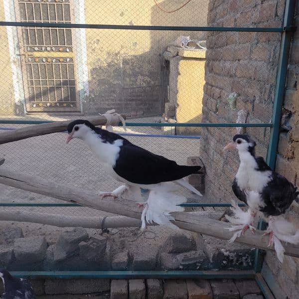 Different fancy pigeons for sale 7