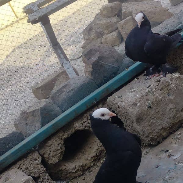 Different fancy pigeons for sale 8