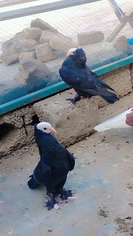 Different fancy pigeons for sale 9