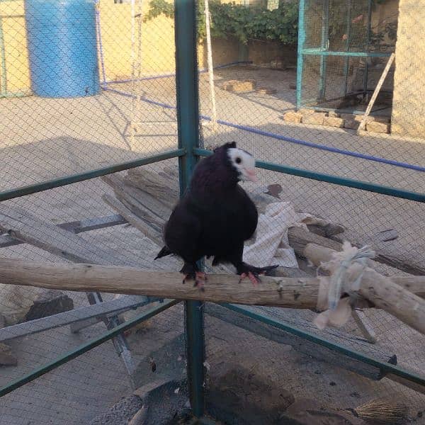 Different fancy pigeons for sale 10