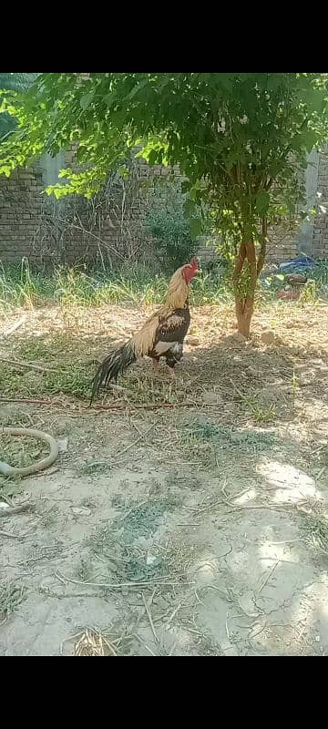 Aseel breader  03435762401 1