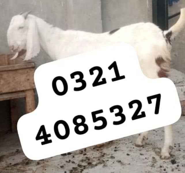 bakra qurbani 2025 0