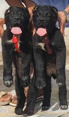 king alabai dabal hadi pair security dogs havey bone pair for sale