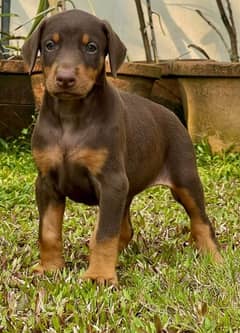 Exceptional Doberman pup from champion lines.