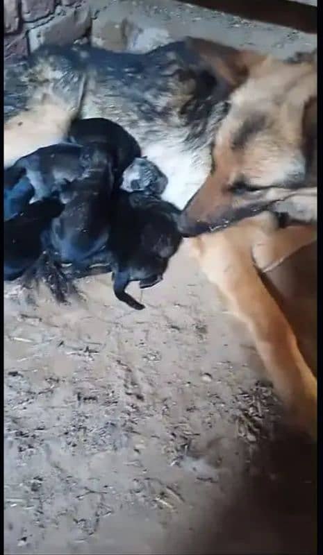 pure jarman shepherd (03057978904) 0