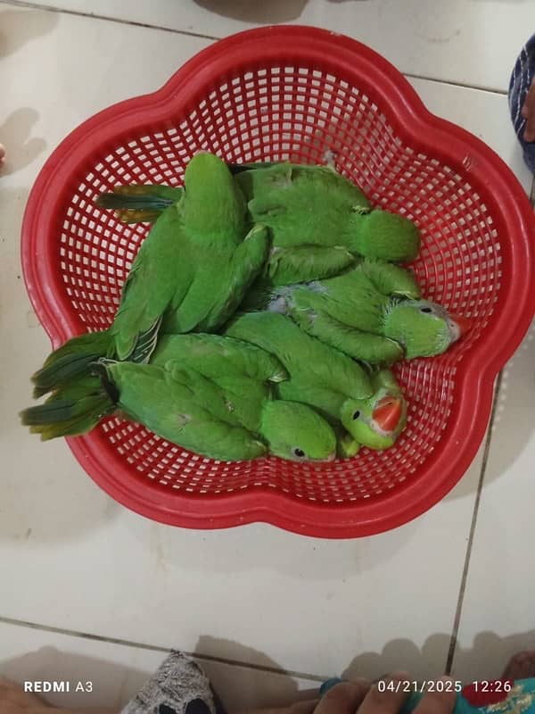 home bread ring neck parrots 1chick price 5500 2