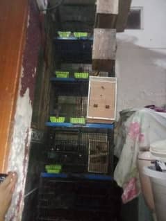 3 pair age 2 sal full breeder pair 100 %
