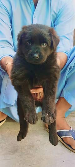 black German Shepherd dog 2 month male for sale