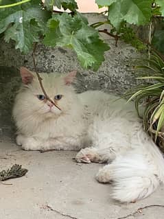 persian cat tripple coat punch face