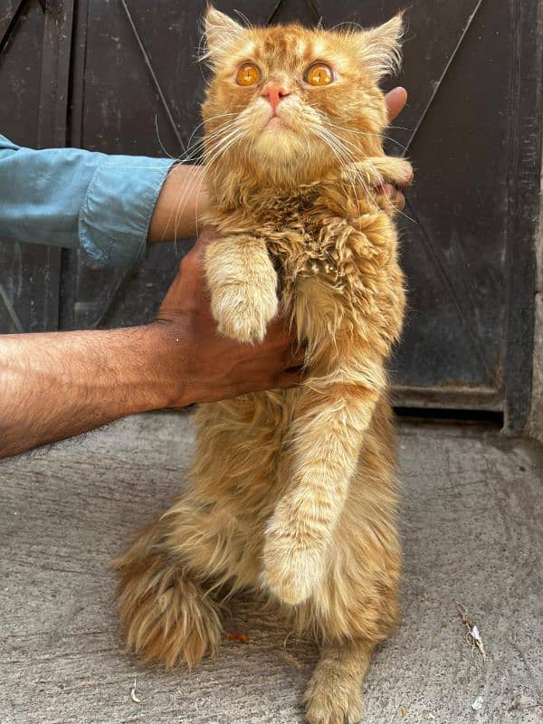 Persian breed 1