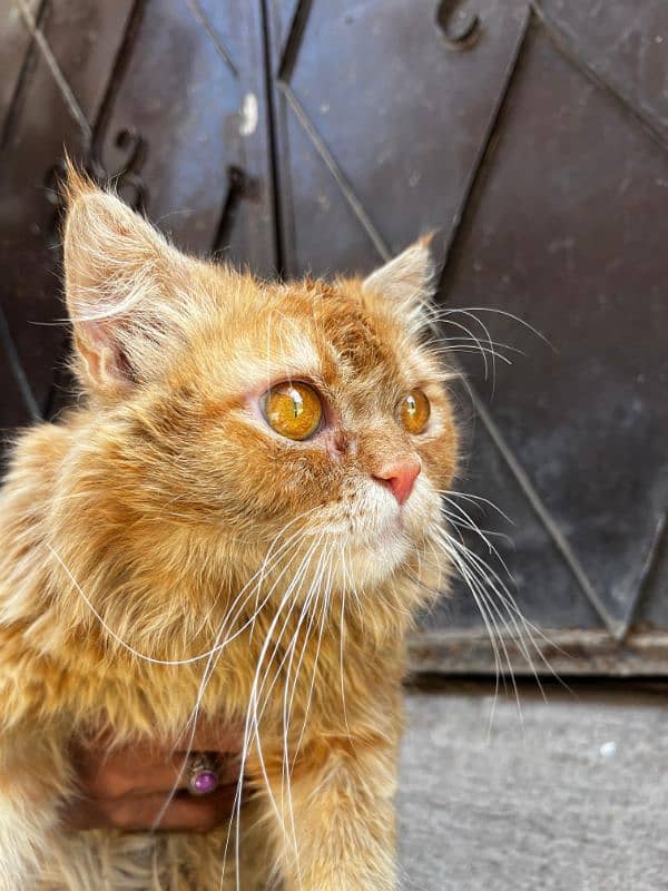 Persian breed 2