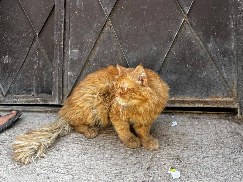 Persian breed 3