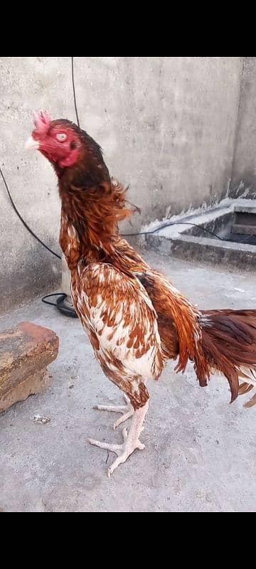 Best quality Assel Murga. . . 0
