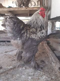 Brahma Male