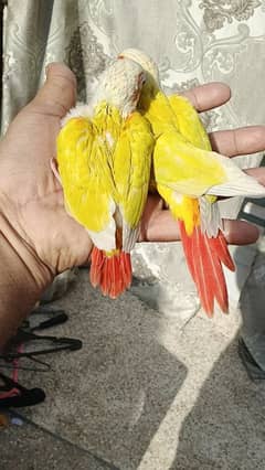 sunchick