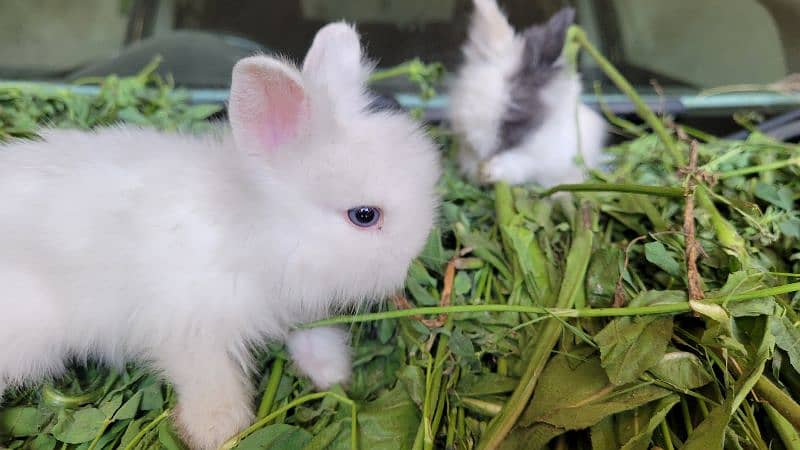 Teddy bear dwarf | Blue Eyes bunnies 0