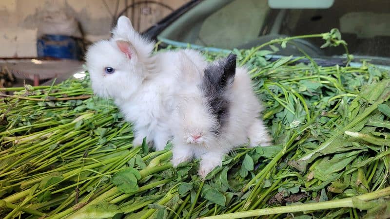 Teddy bear dwarf | Blue Eyes bunnies 1