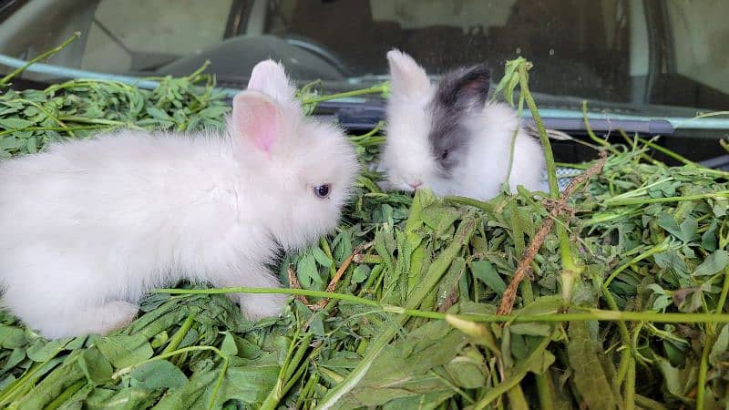 Teddy bear dwarf | Blue Eyes bunnies 2