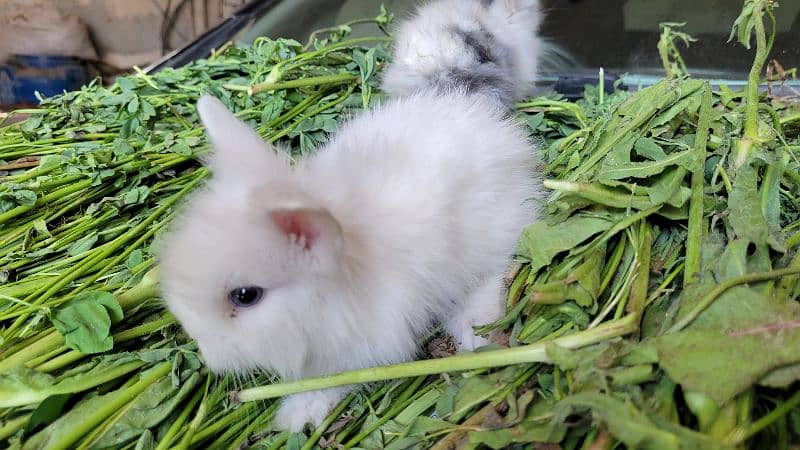 Teddy bear dwarf | Blue Eyes bunnies 4