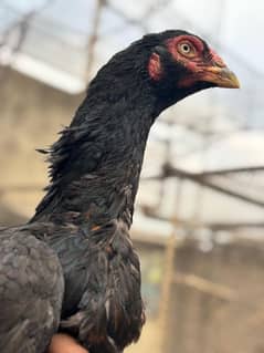 Aseel maadi 3kg mohra Exchange possible