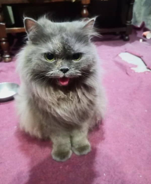 beautiful cate available for sale 0