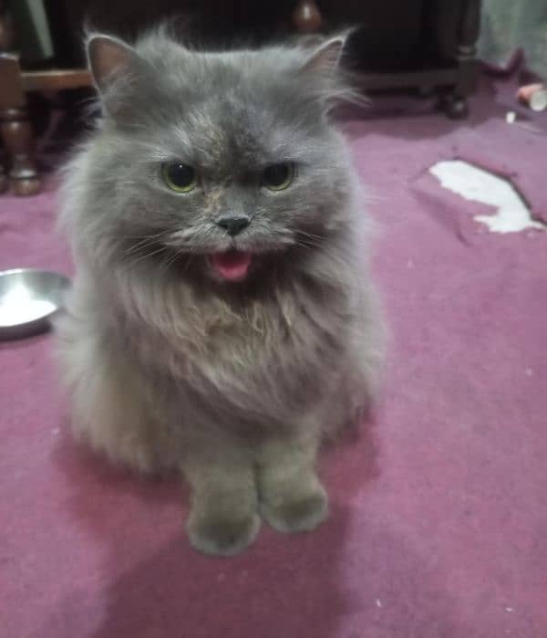 beautiful cate available for sale 1