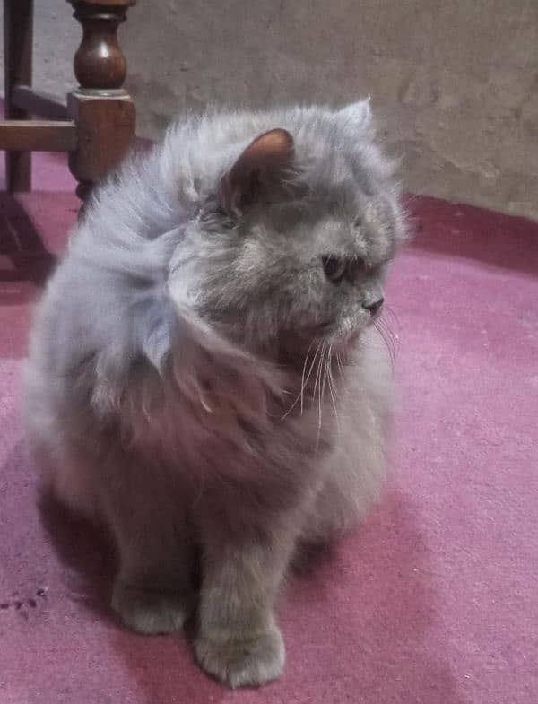 beautiful cate available for sale 2