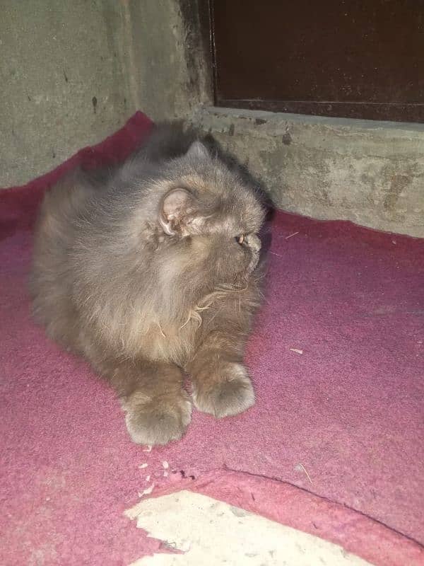 beautiful cate available for sale 3