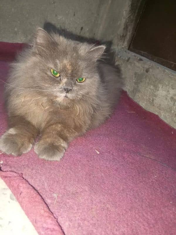 beautiful cate available for sale 4