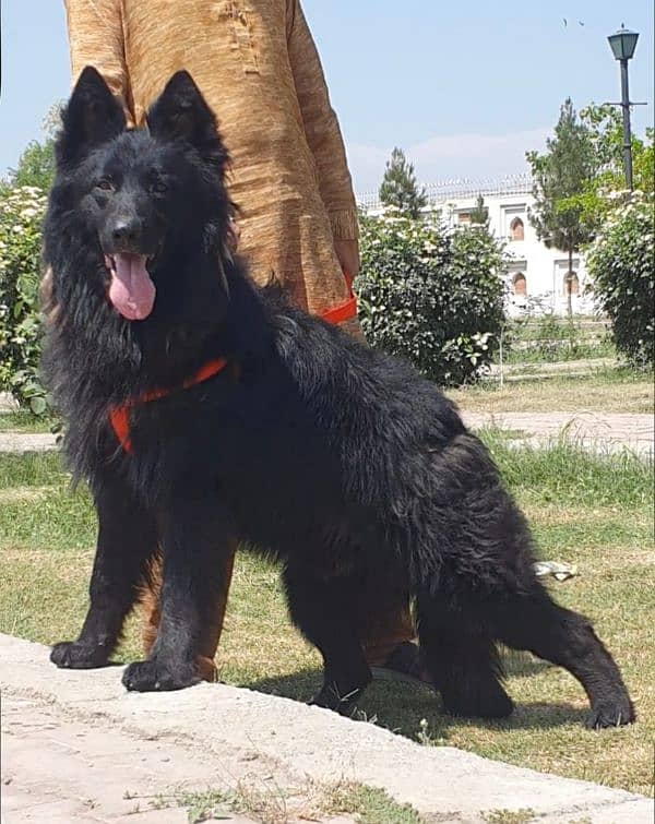 Black German shepherd  long coat full security guard male  for sale 0