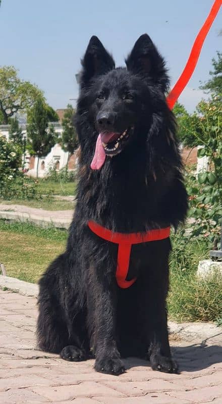 Black German shepherd  long coat full security guard male  for sale 1