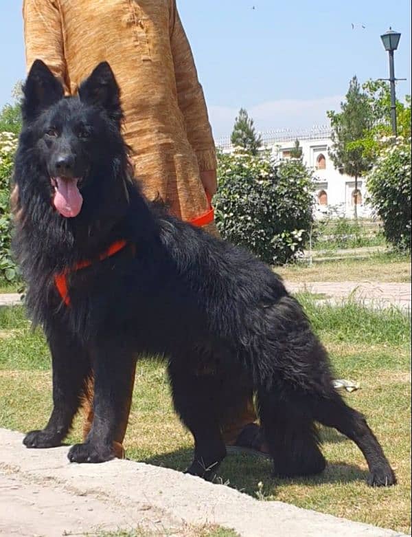 Black German shepherd  long coat full security guard male  for sale 2