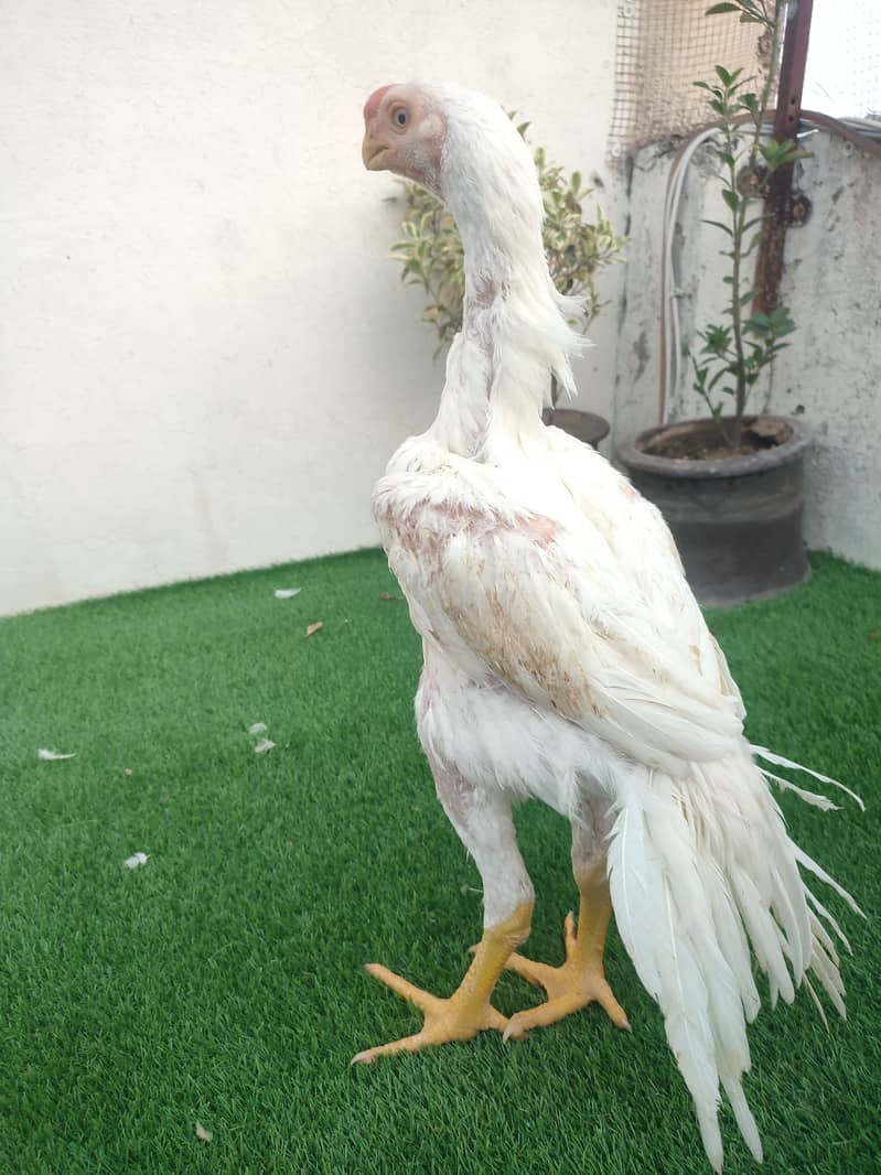 SHAMO  / YOKOHAMA / POLISH / PARROT BEAK EGGS CHICKS BREADERS 2