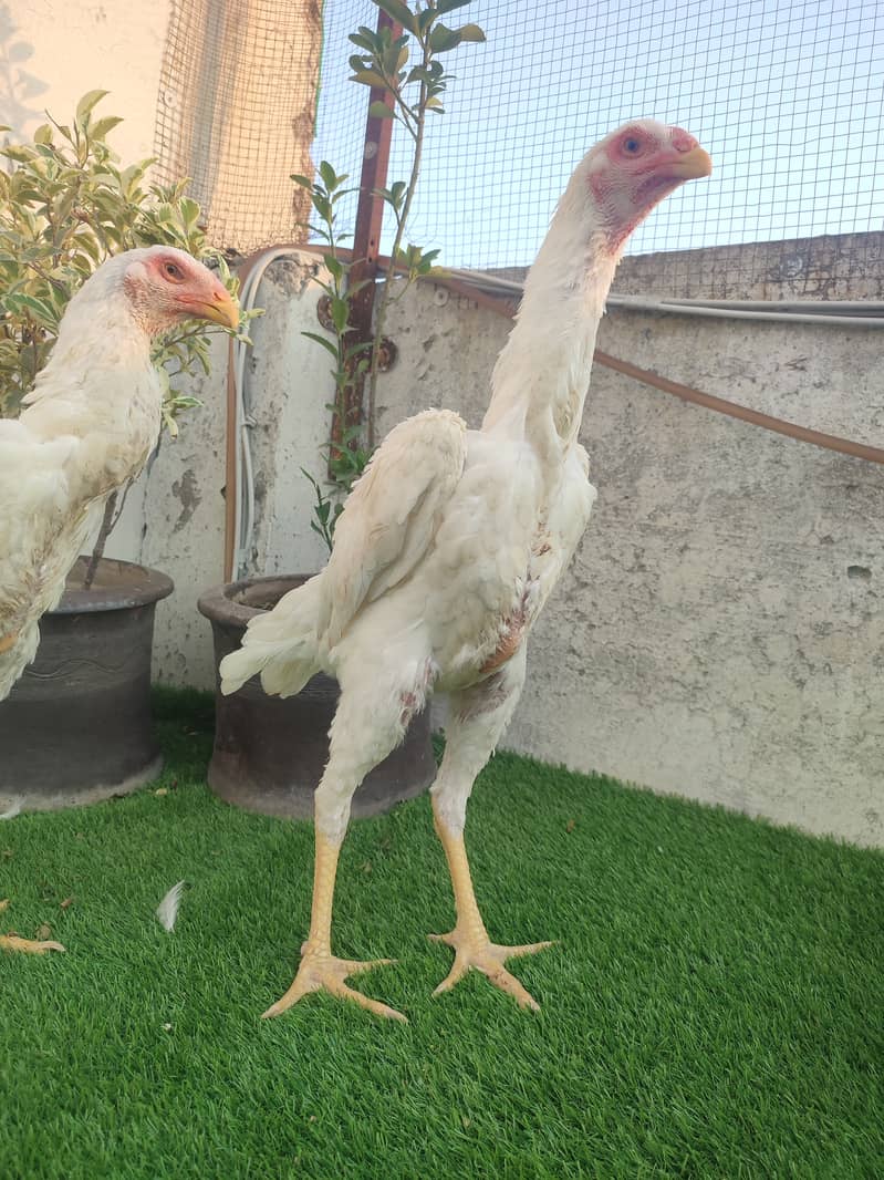 SHAMO  / YOKOHAMA / POLISH / PARROT BEAK EGGS CHICKS BREADERS 4