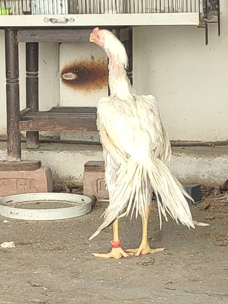 SHAMO  / YOKOHAMA / POLISH / PARROT BEAK EGGS CHICKS BREADERS 5