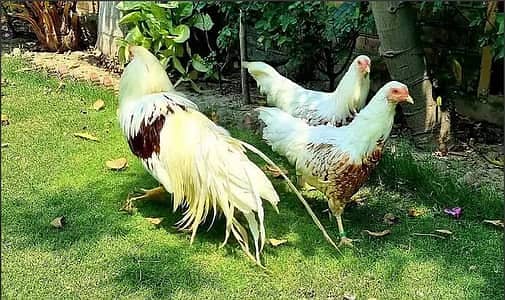 SHAMO  / YOKOHAMA / POLISH / PARROT BEAK EGGS CHICKS BREADERS 6