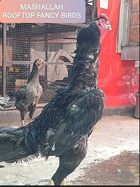 SHAMO  / YOKOHAMA / POLISH / PARROT BEAK EGGS CHICKS BREADERS 8