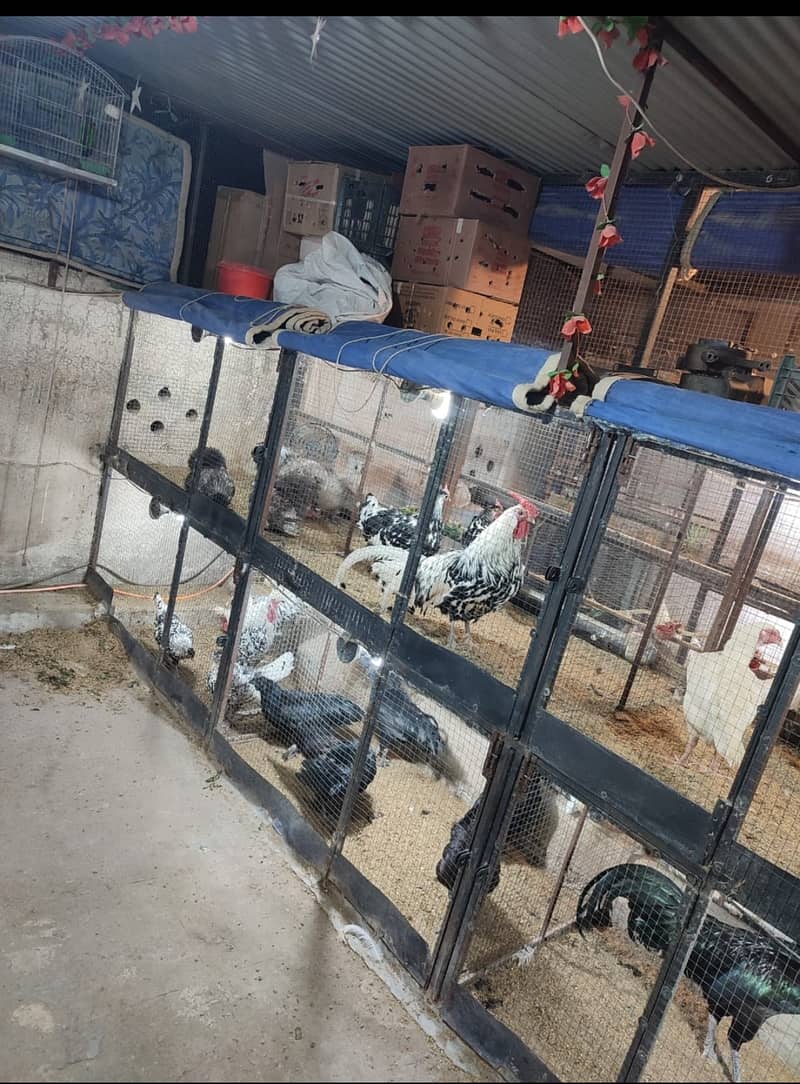 SHAMO  / YOKOHAMA / POLISH / PARROT BEAK EGGS CHICKS BREADERS 9