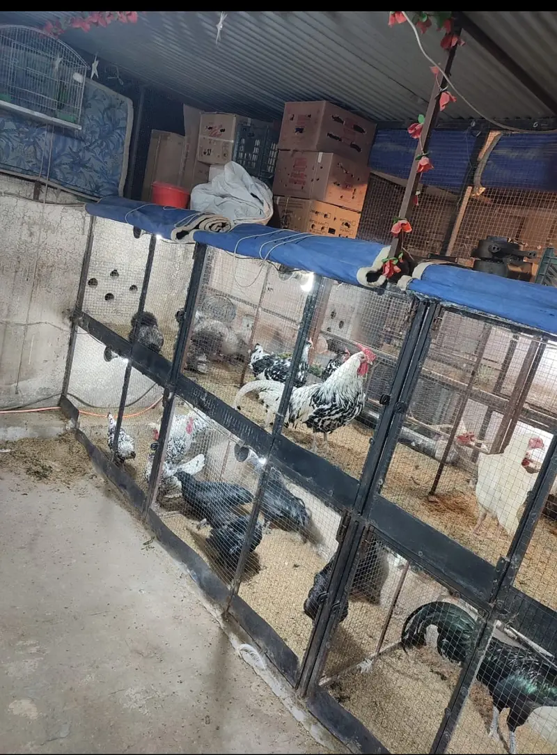 SHAMO  / YOKOHAMA / POLISH /  EGGS CHICKS BREADERS on Bookings — photo 6