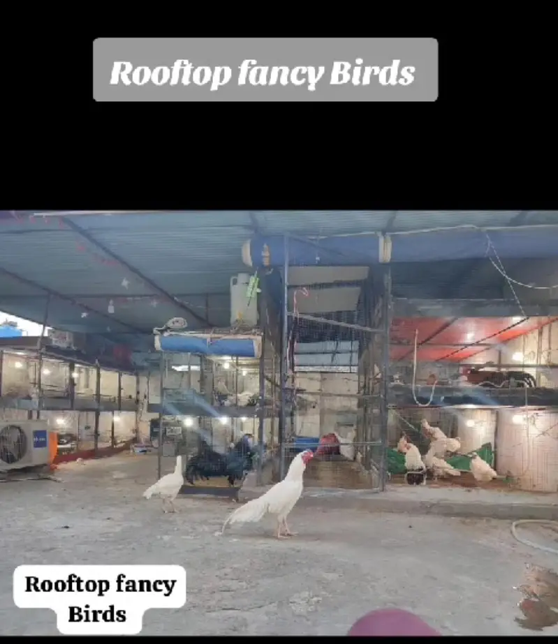 SHAMO  / YOKOHAMA / POLISH /  EGGS CHICKS BREADERS on Bookings — photo 7