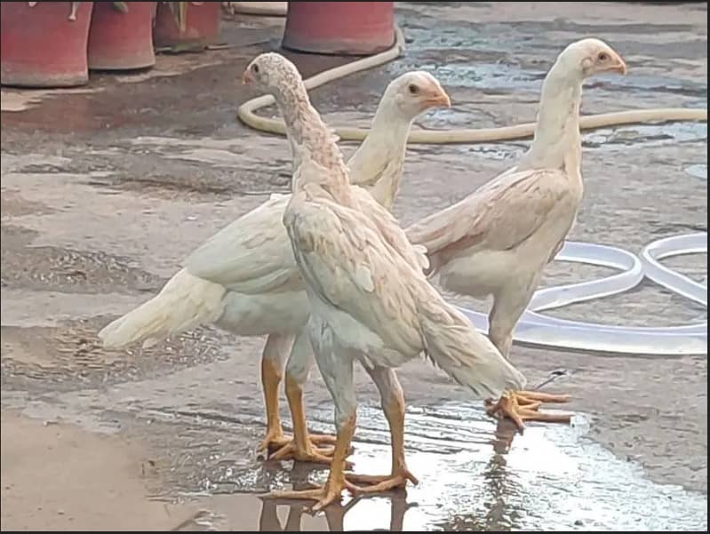 SHAMO  / YOKOHAMA / POLISH / PARROT BEAK EGGS CHICKS BREADERS 11