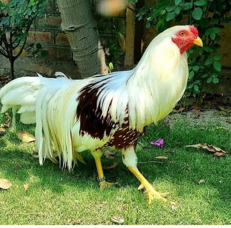 SHAMO  / YOKOHAMA / POLISH / PARROT BEAK EGGS CHICKS BREADERS 13