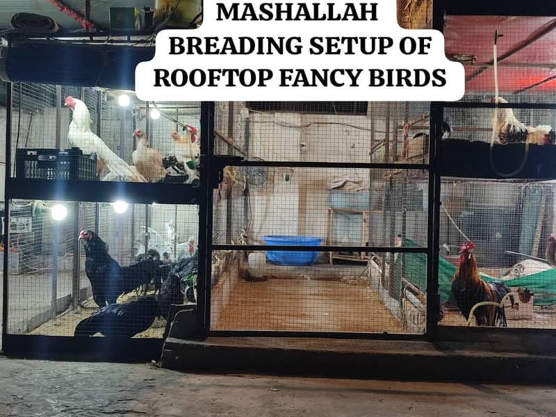 SHAMO  / YOKOHAMA / POLISH / PARROT BEAK EGGS CHICKS BREADERS 15
