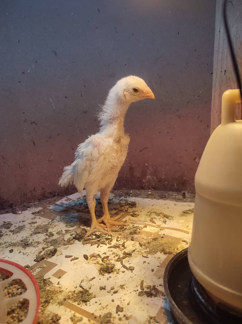 SHAMO  / YOKOHAMA / POLISH / PARROT BEAK EGGS CHICKS BREADERS 16