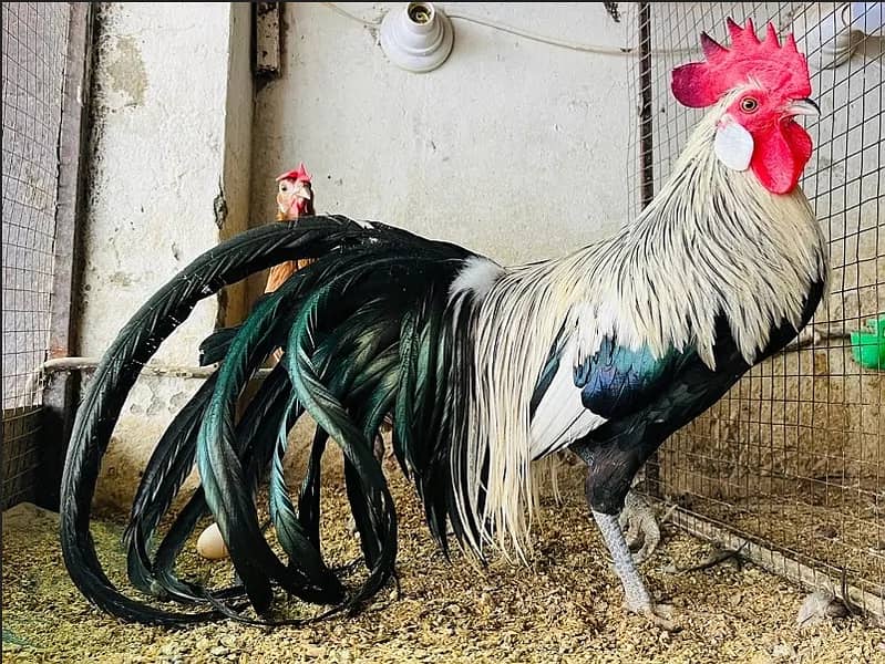 SHAMO  / YOKOHAMA / POLISH / PARROT BEAK EGGS CHICKS BREADERS 17